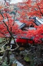 麻豆传媒在哪下载-文章，网络迷途——解密麻豆传媒的真实面纱
